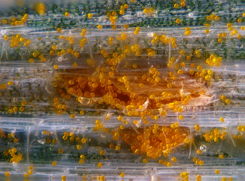 Puccinia sp. su Holcus lanatus